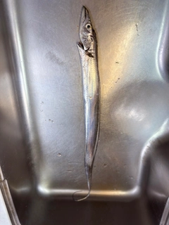 タチウオの釣果