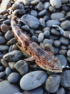 エソの釣果