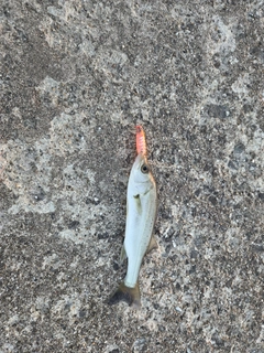 セイゴ（マルスズキ）の釣果
