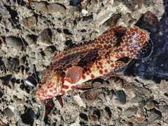 イシガキハタの釣果