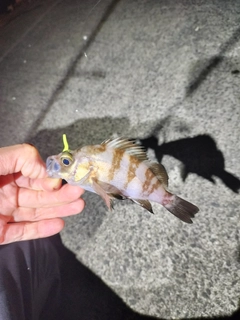 メバルの釣果