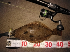 ヒラメの釣果