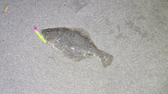 ソゲの釣果