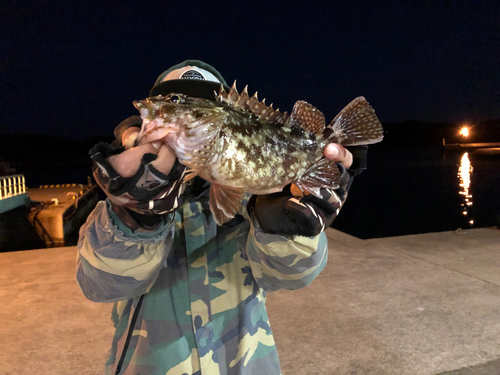 ガシラの釣果