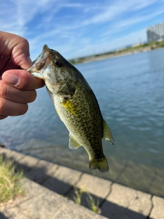 ラージマウスバスの釣果