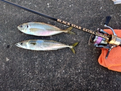 マアジの釣果
