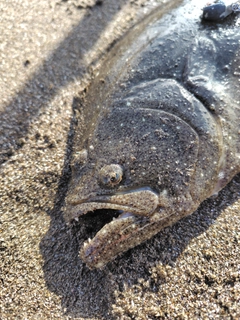 ソゲの釣果