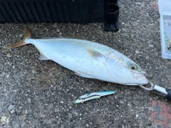 ツバスの釣果