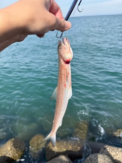 エソの釣果