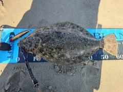 ヒラメの釣果
