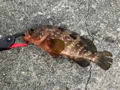 アコウの釣果