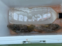 カワハギの釣果