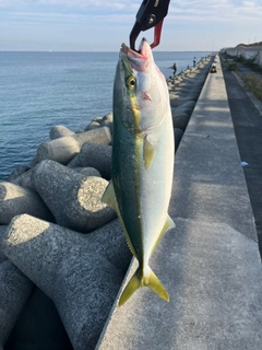 ハマチの釣果