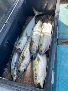 ハマチの釣果