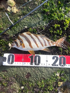 タカノハダイの釣果
