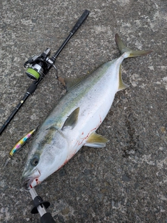 ワラサの釣果