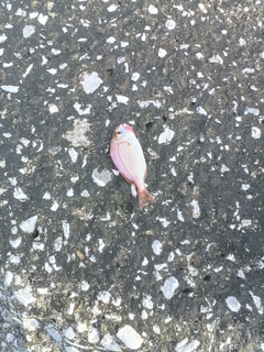 マダイの釣果