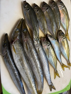 カマスの釣果