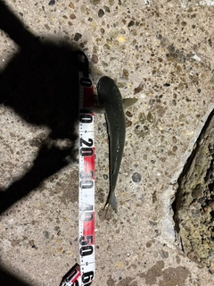 ボラの釣果