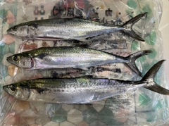 サゴシの釣果
