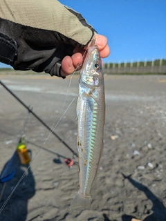 シロギスの釣果