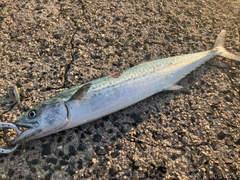 サゴシの釣果