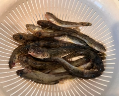 ハゼの釣果
