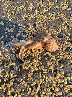 マダコの釣果