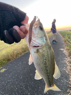 ラージマウスバスの釣果