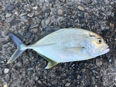 メッキの釣果