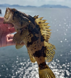 タケノコメバルの釣果