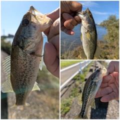 ブラックバスの釣果