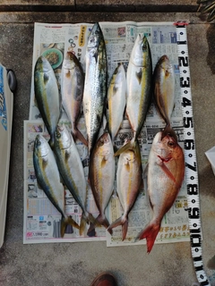サワラの釣果