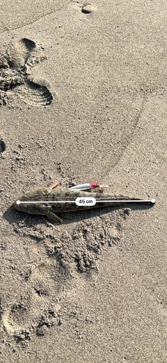 マゴチの釣果