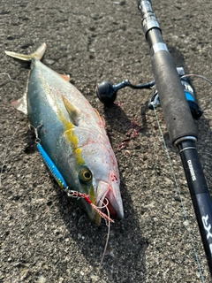 イナダの釣果
