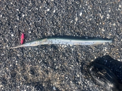 ダツの釣果