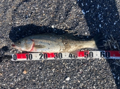 フッコ（マルスズキ）の釣果