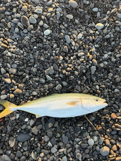 イナダの釣果