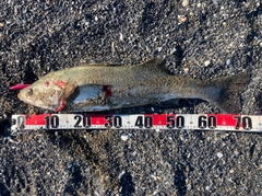 スズキの釣果