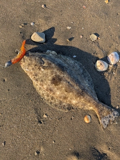 ヒラメの釣果
