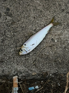 サッパの釣果