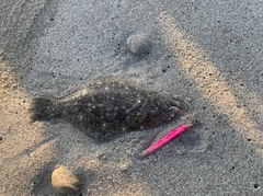 ソゲの釣果