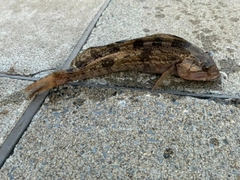 アイナメの釣果