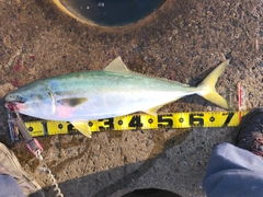 ワラサの釣果