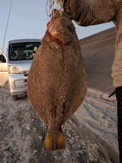 ヒラメの釣果