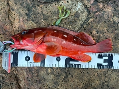アカハタの釣果