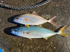 ショゴの釣果