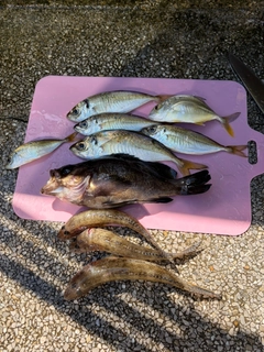アジの釣果