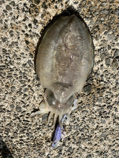 コウイカの釣果