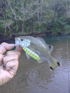 オオクチユゴイの釣果